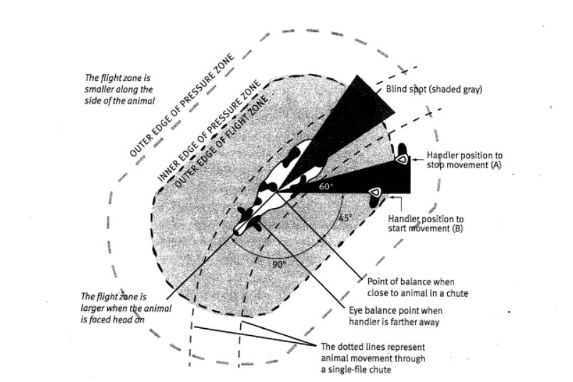 Cattle Flight Zone - Diagram by Dr. Temple Grandin