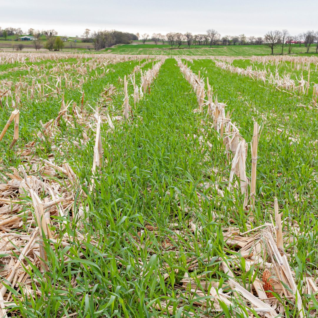 cereal rye for winter grazing