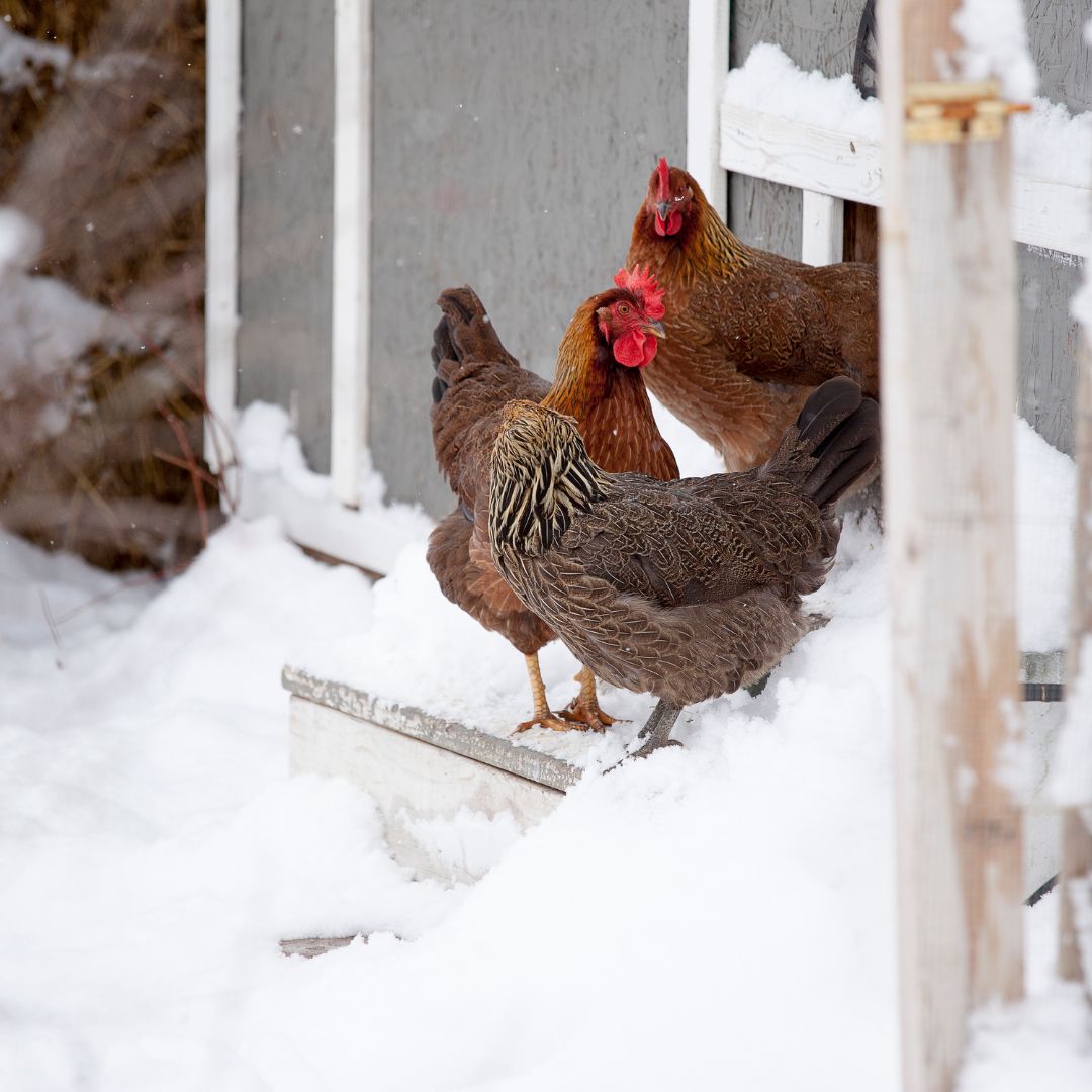 chickens at coops doorstep outside in the snow