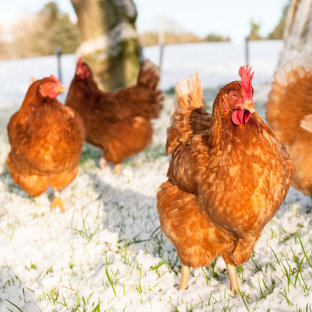 Chicken in the grass and snow