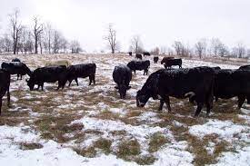 stockpiled fall fescue for late winter grazing . black cows eating in a field in winter