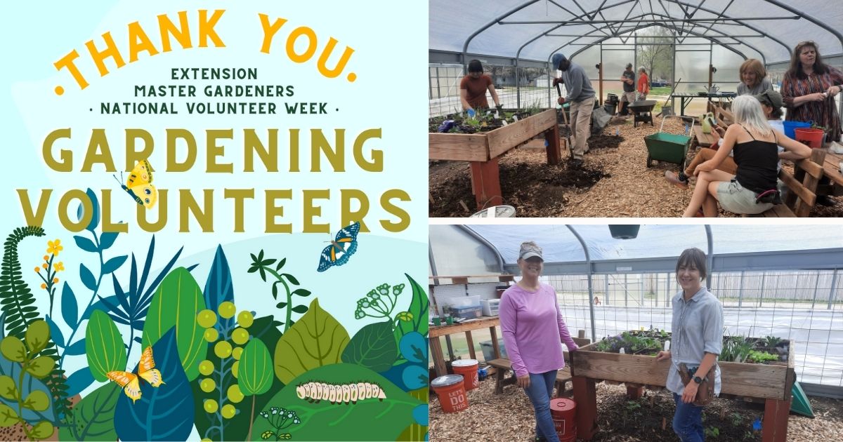 Extension Master gardeners in the hoop house working. other picture is two gardeners standing in front of a raised bed in the hoop house