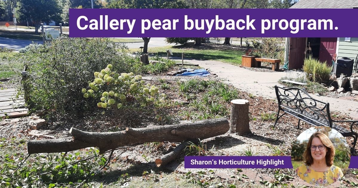 callery pear tree cut down in the extension master gardener demonstration garden 