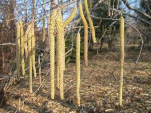 Hazelnut is native to Kansas and has dangling catkins that persist through winter. The nuts are also visually interesting and can be enjoyed by wildlife and humans alike. Remove the root suckers if you do not want it to spread.