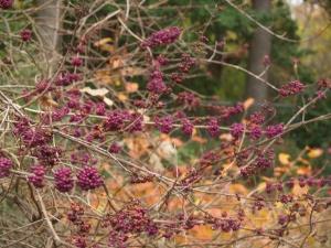 For those K-State fans among us, this shrub has gorgeous purple berries! Native to Missouri and the southeastern US. 