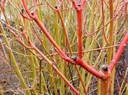 The species has red stems, but you can find cultivars that have bright yellow stems as well as red that show off after leaf fall. The berries are popular with many birds in the fall. 