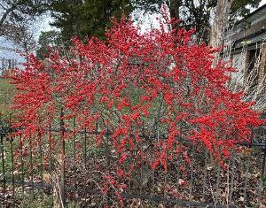 Winterberry is a deciduous holly, but the bright red berries remain after the leaves fall. It is native to Missouri and all points east. The shrub is dioecious, so plant at least one male plant amongst the females to get the berries.