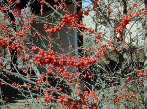 Possumhaw is also a deciduous holly and you should plant it just so you can say its name. Native to Kansas and the southeastern quarter of the US.
