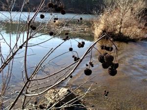 The seed heads are round balls that dangle from the ends of twigs and persist through the winter. The shrub is native to Kansas and can tolerate wet soils. While some birds do feed on the seeds, the flowers are popular with numerous types of butterflies.