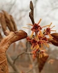 Flowers with crinkled yellow to purple petals appear in late winter before the foliage. Native to Missouri. Watch for and remove the suckers on this shrub as well. 
