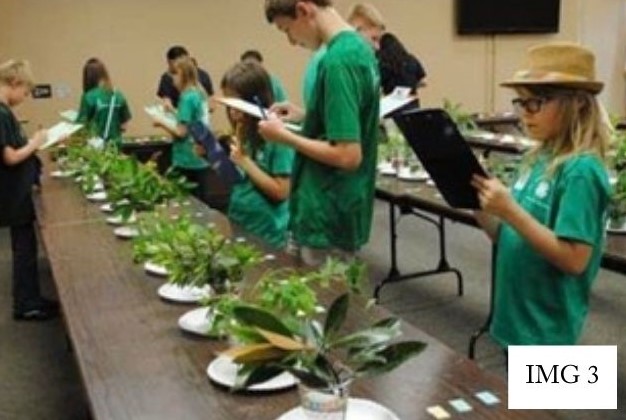 Kids in a room with a table full of pants on plates as they practice judging the plants before them with clipboards in hand.