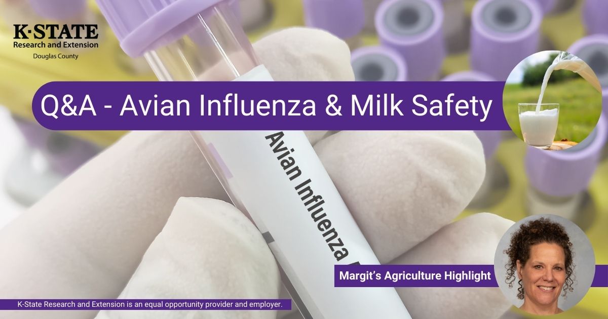 Margit’s Agriculture Highlight Q&A - Avian Influenza & Milk Safety K-State Research and Extension is an equal opportunity provider and employer.