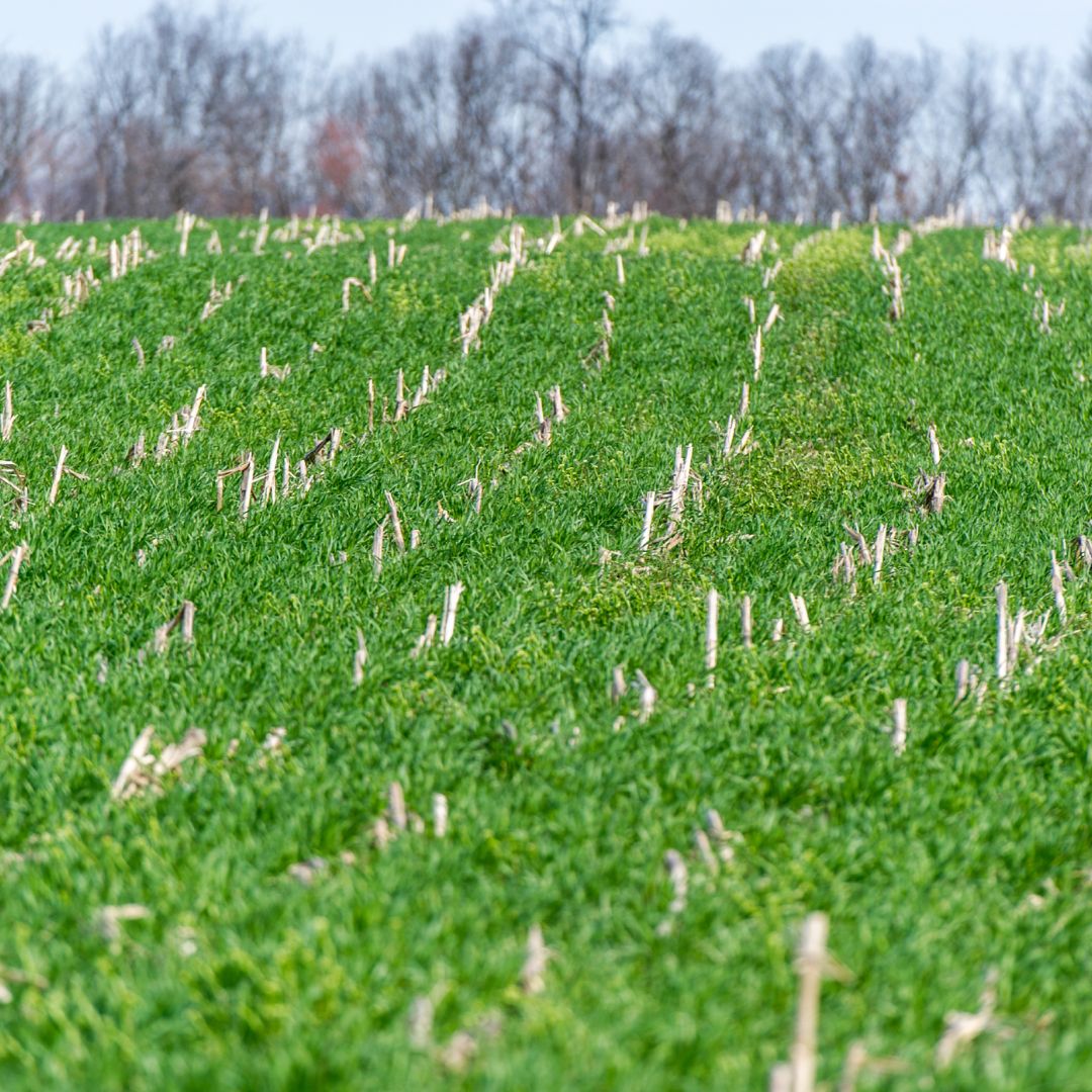 SARE Cover Crop Image Library. Rye Cover Crop after Corn.