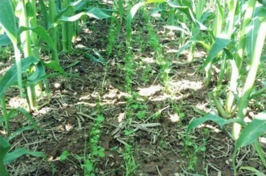 close up on farm field greenery and dirt