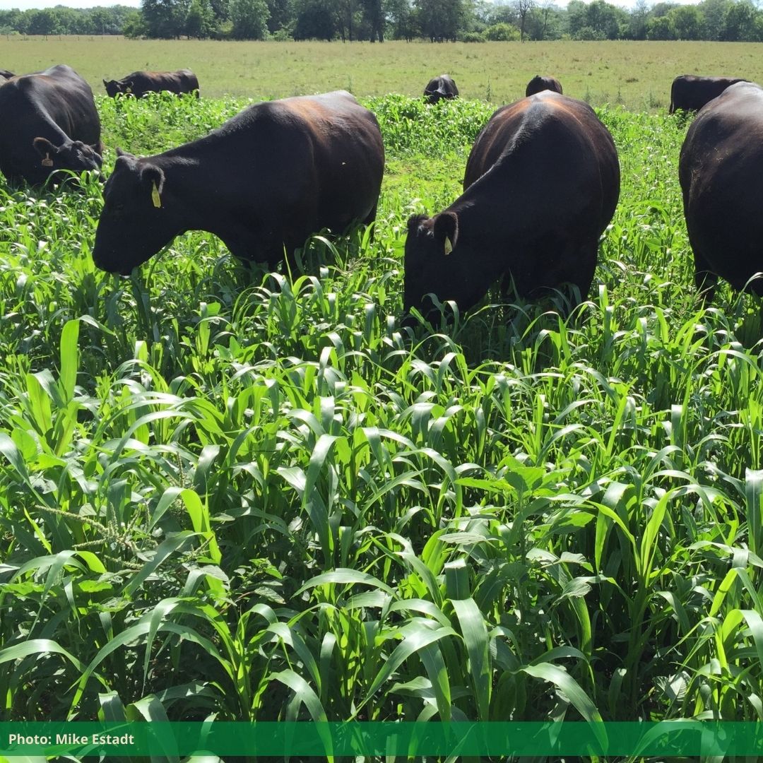 Mike Estadt image of cows eating sudan grass