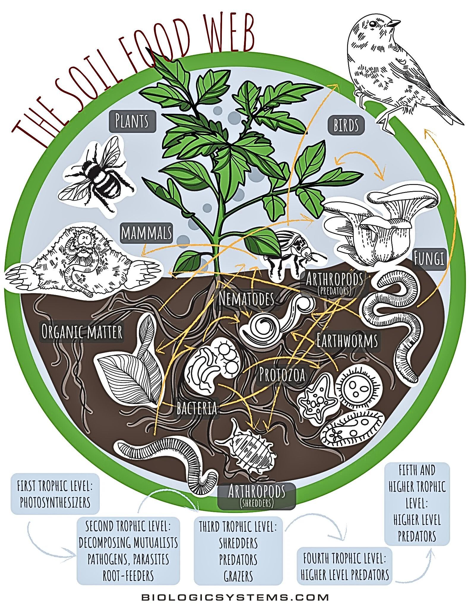 Soil Food Web Info Graphic that contains a drawing of soil, soil content, a plant, plant parts, and a bird. 