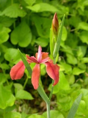 Copper Iris 