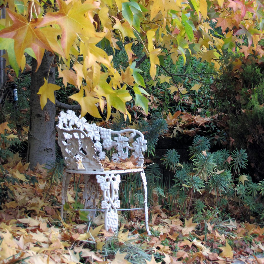 fall leaves on the ground and on white chair beneath a fall colored tree