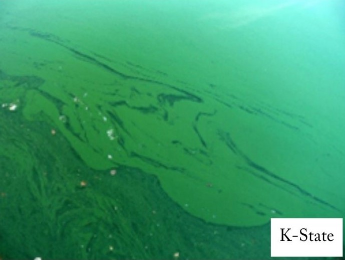 green algae on the surface of a body of water