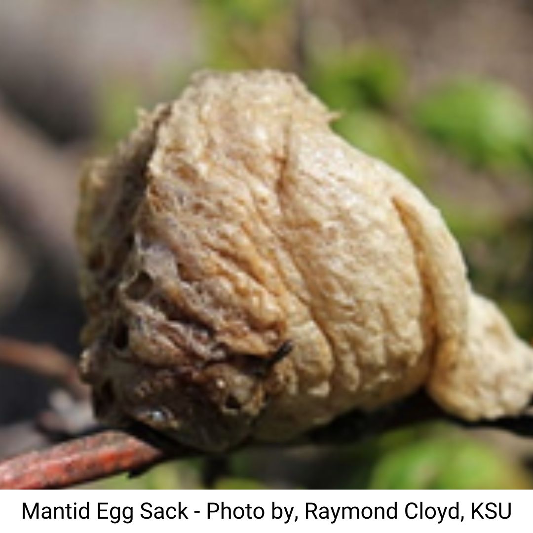 Mantid Egg Sack - Photo by Raymond Cloyd, KSU