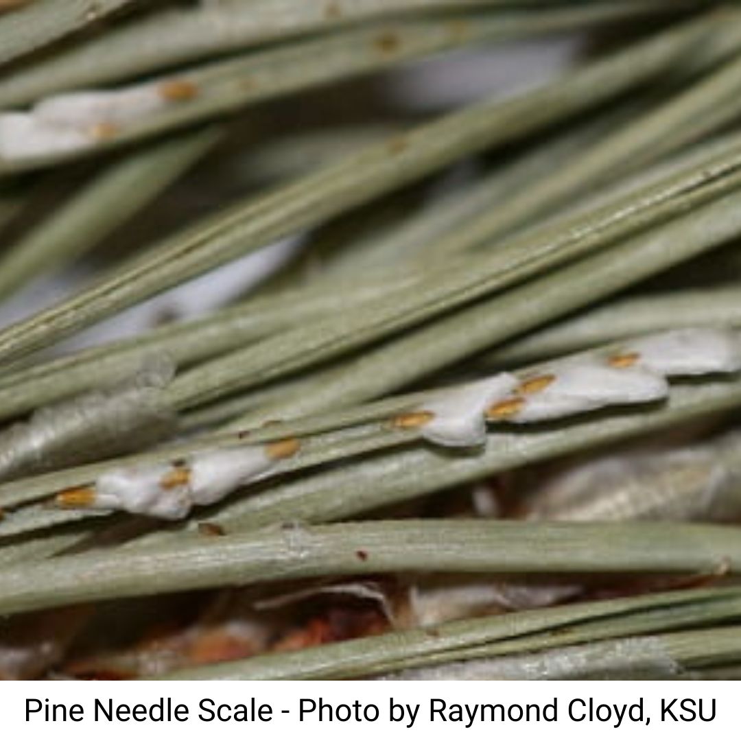 Pine needle scale (hard scale) photo by raymond cloyd, ksu