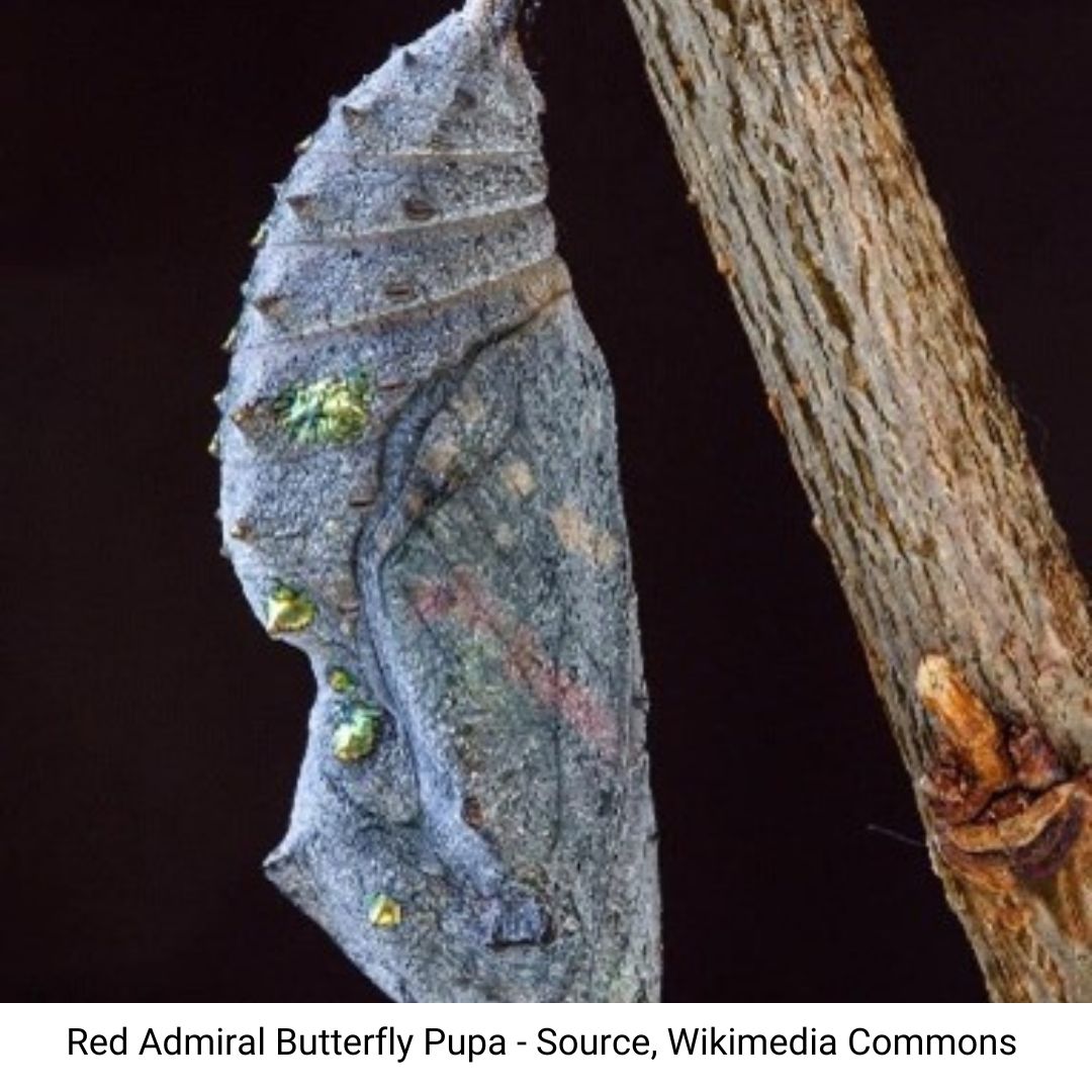 Red admiral butterfly pupa photo from wikimedia commons