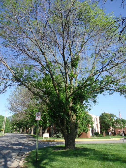 Ash Tree EAB