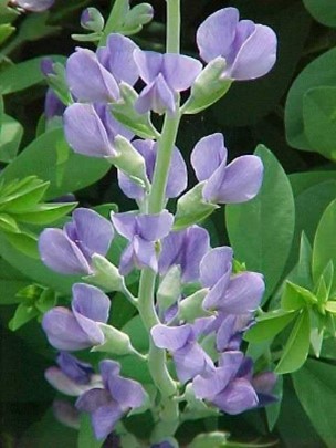 Blue False Indigo
