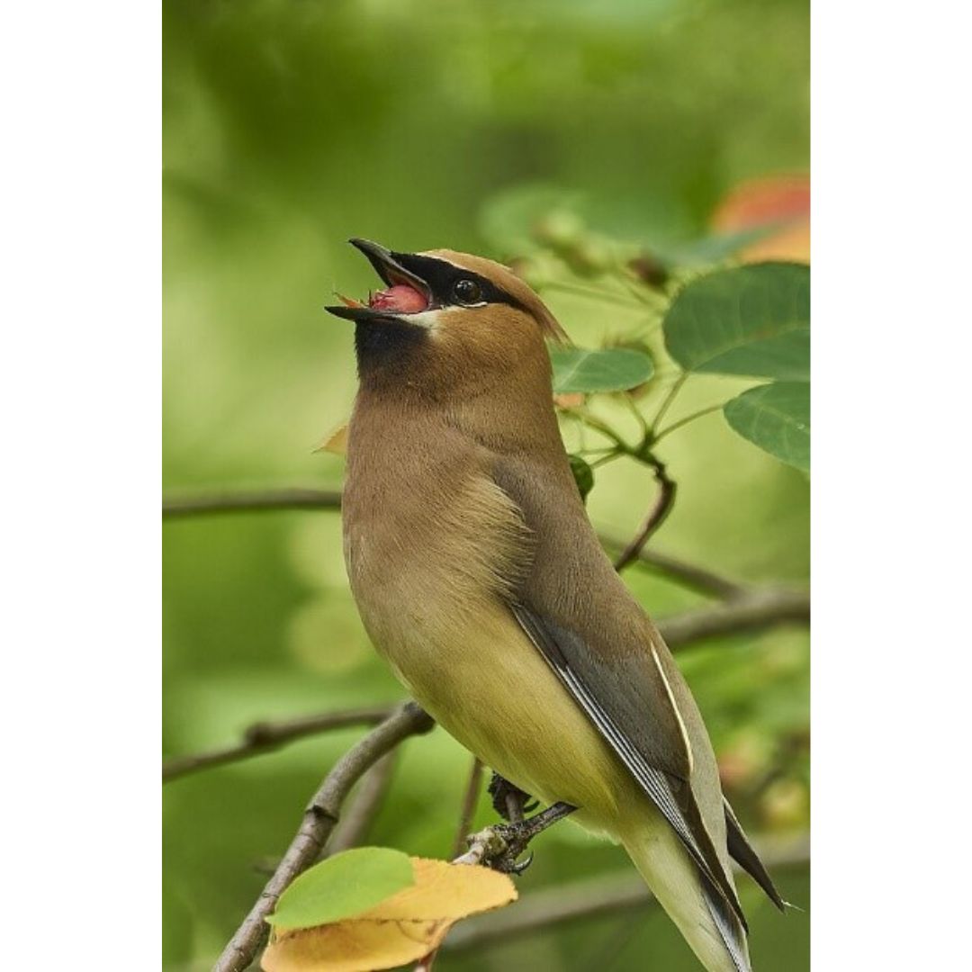 Bird Picture by Paul Danese, Wickimedia Commons