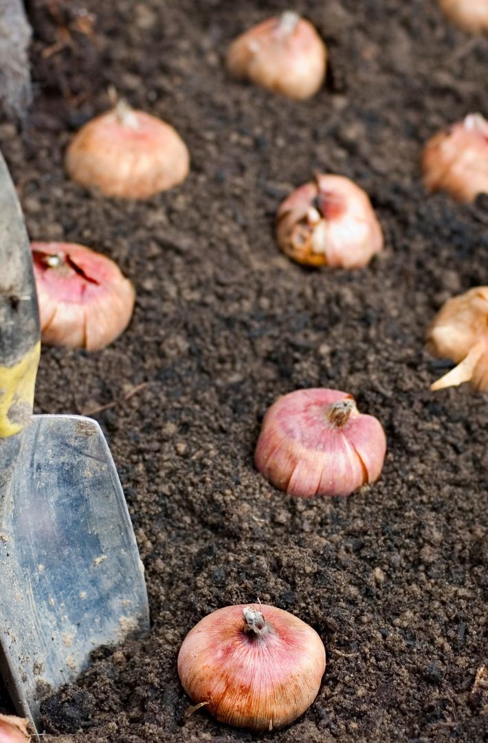plant bulbs in the ground