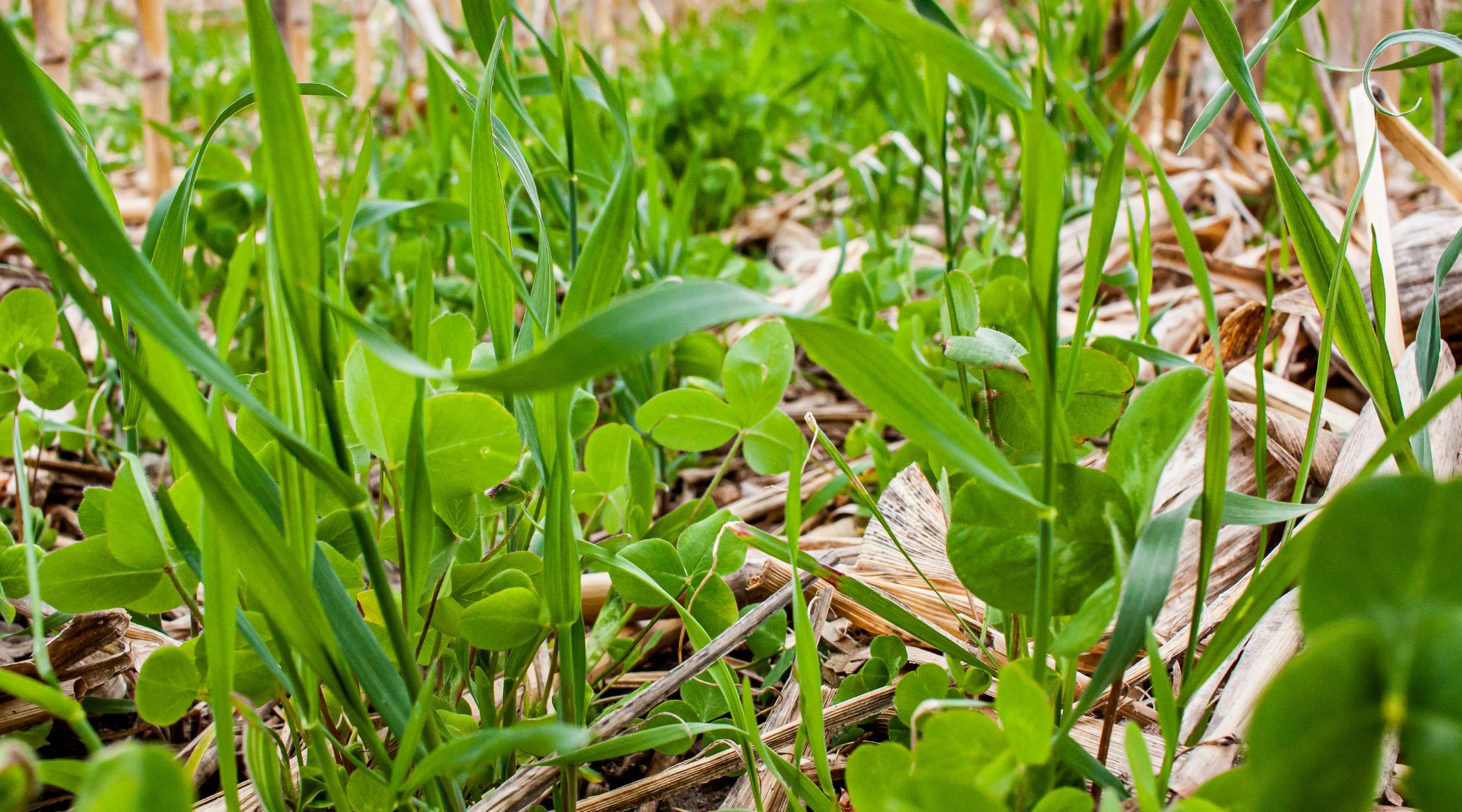 close up on grass and weeds