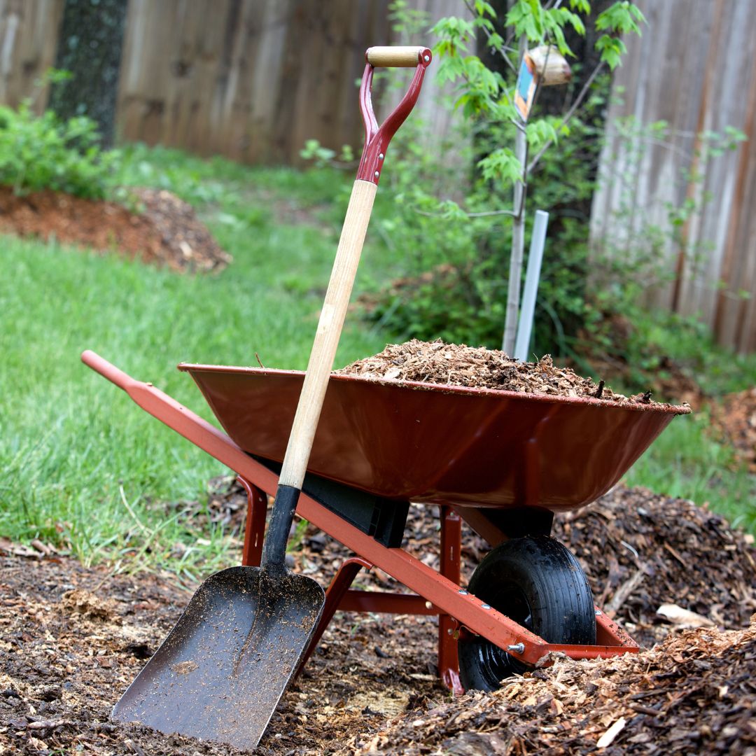 wheelbarrow in a yard filled with mulch with shovel leaning against it . 