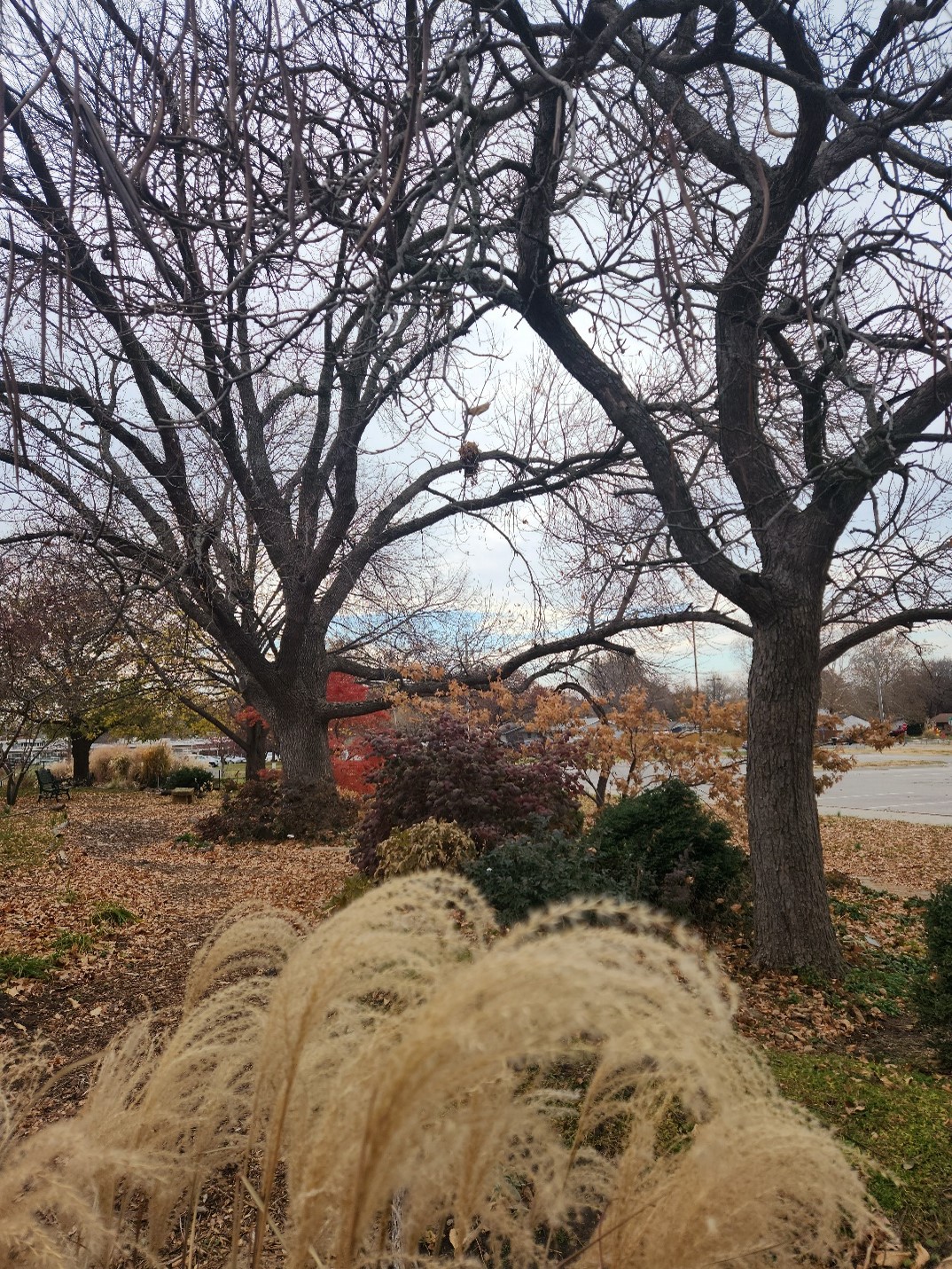extension office garden in  late fall early winter