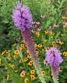 Prairie Blazing Star