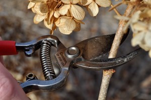 photo of a plant being pruned . photo credit: Johnson County Extension