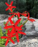 Royal Catchfly