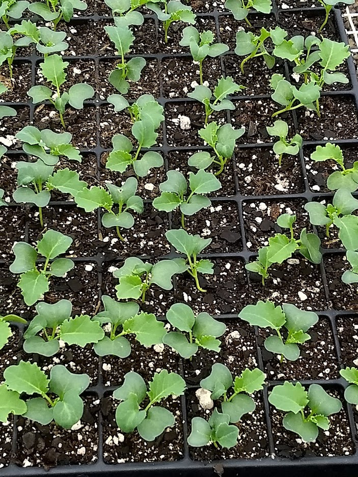 Seedlings