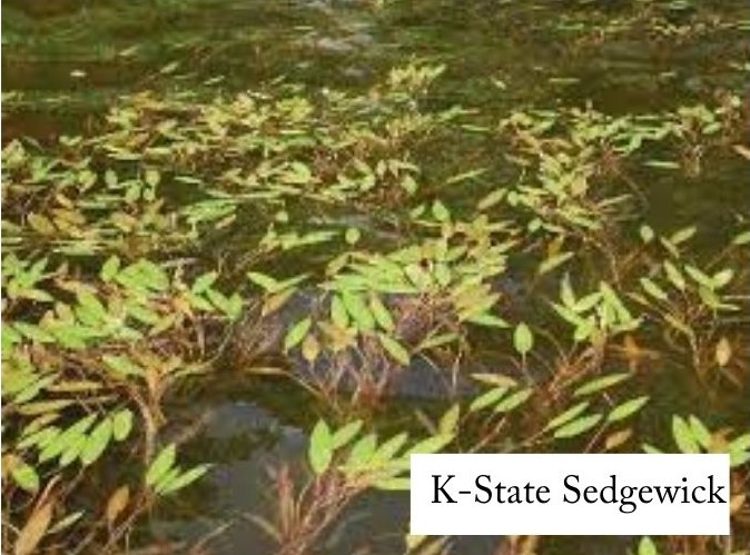 parts of branches floating above the surface of a body of a water