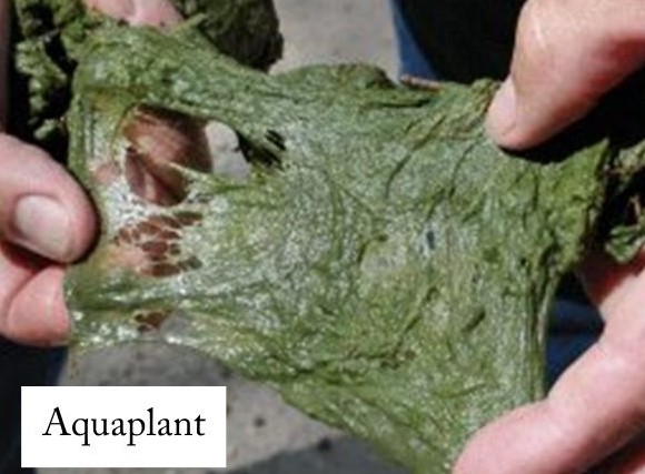 green algea out of the water