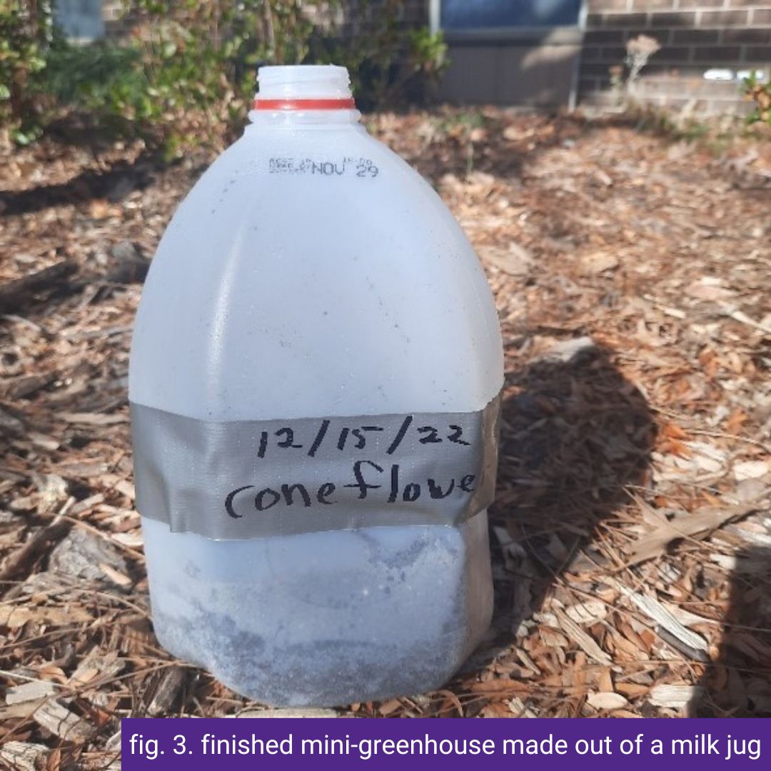 fig. 3. finished mini-greenhouse made out of a milk jug.