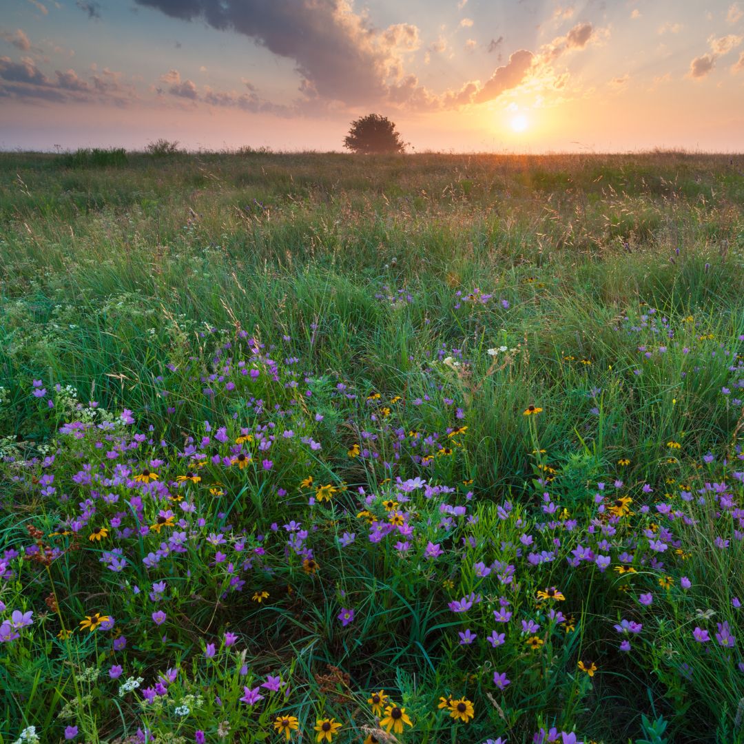 vast landscape full of native plants