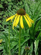 Yellow Coneflower