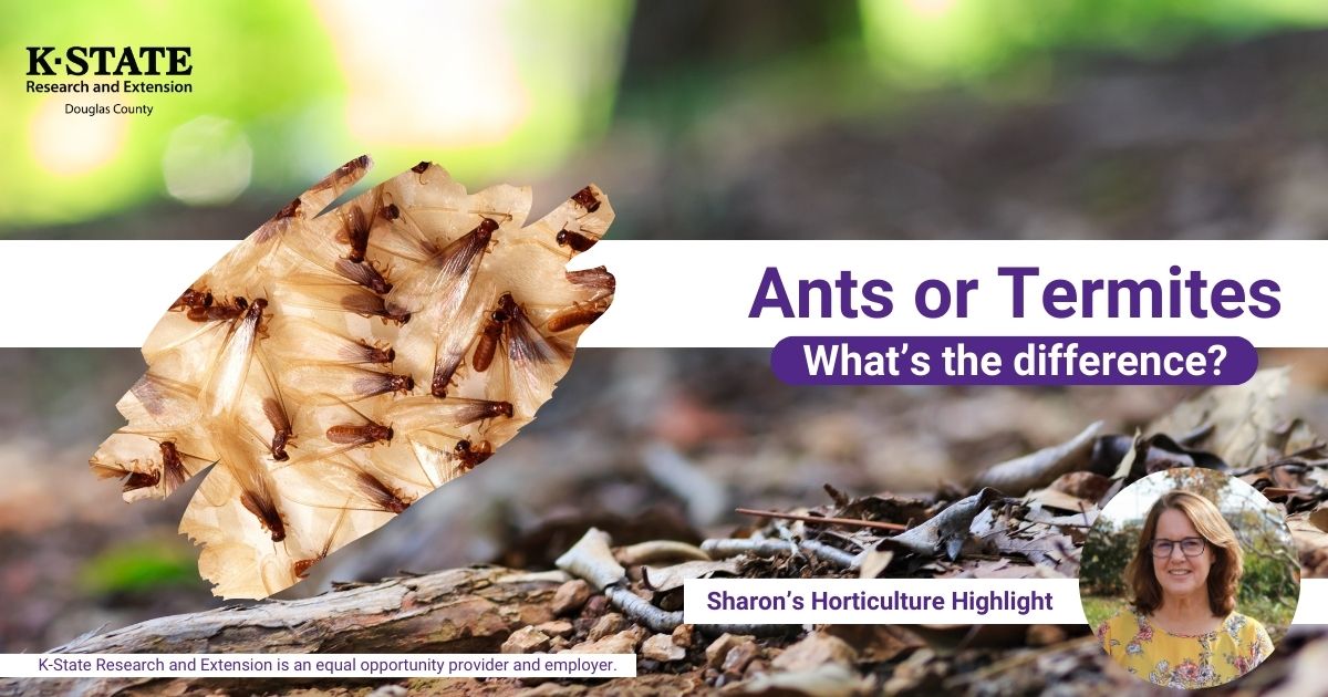 Sharon’s Horticulture Highlight Ants or Termites K-State Research and Extension is an equal opportunity provider and employer. What’s the difference? image of forest floor in the background, termites and horticulture and natural resources agent image in the other frame