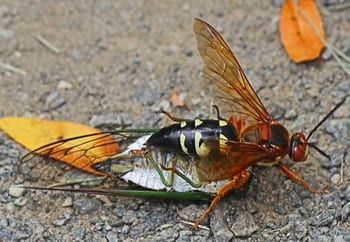 cicada killer stinging cicada