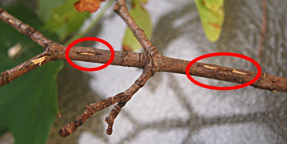 cicada egg slits circled in red on a branch