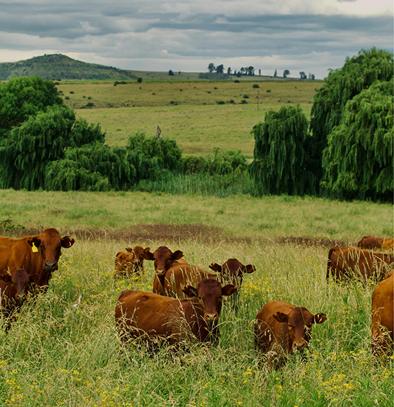 Cows in grass