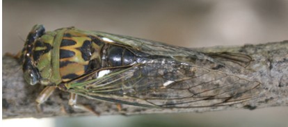 Dog Day Cicada