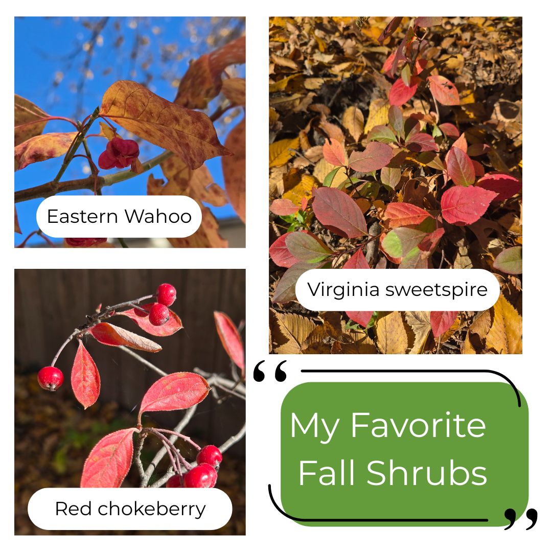 My Favorite Fall Shrubs. Eastern Wahoo, Red Chokeberry, and Virginia Sweetspire