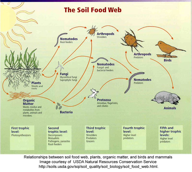 The soil food web, full image available at https://www.nrcs.usda.gov/conservation-basics/soil/soil-science