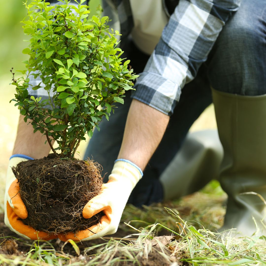 someone planting a sapling